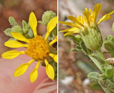 Heterotheca cinerascens