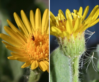 Heterotheca grandiflora