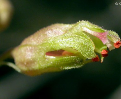 Heuchera richardsonii