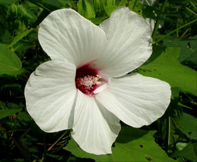 Hibiscus laevis