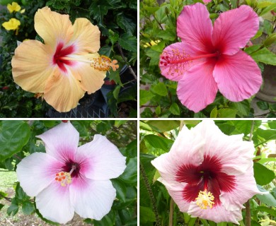 Hibiscus rosa-sinensis