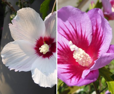 Hibiscus syriacus