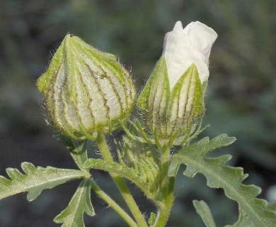 Hibiscus trionum