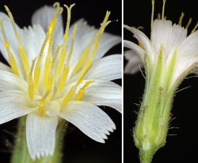 Hieracium albiflorum