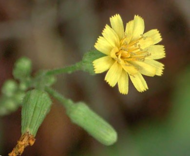 Hieracium gronovii