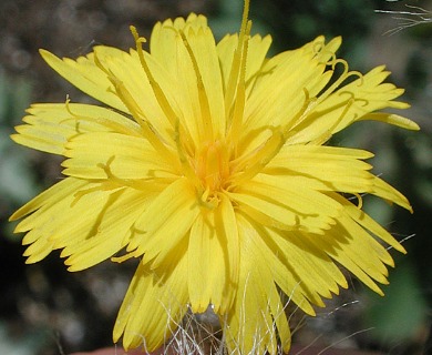 Hieracium longiberbe