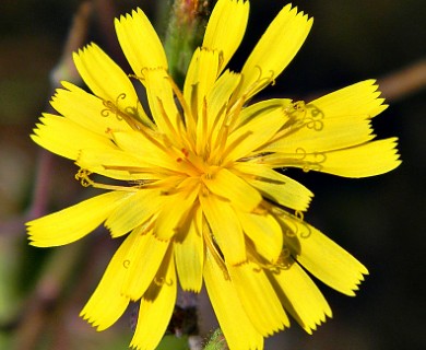 Hieracium megacephalon