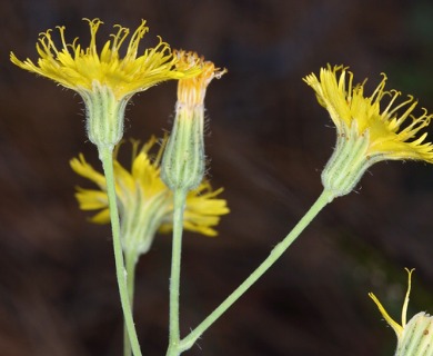 Hieracium scouleri