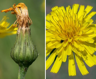 Hieracium umbellatum