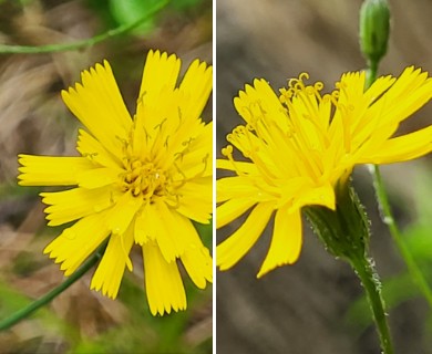 Hieracium venosum