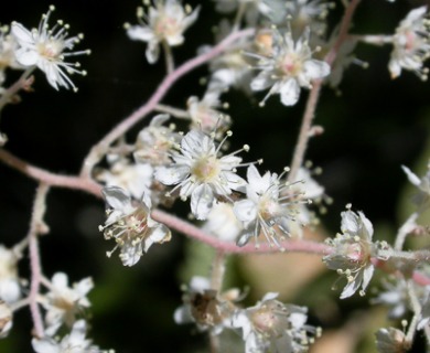 Holodiscus discolor