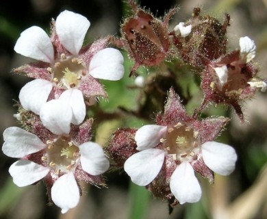 Horkelia fusca