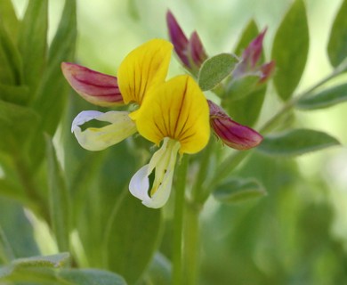 Hosackia oblongifolia