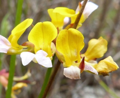 Hosackia pinnata