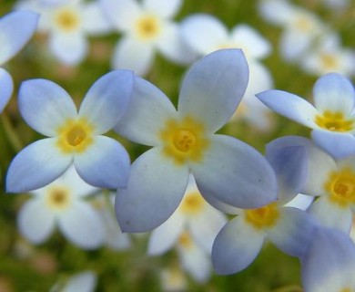 Houstonia caerulea