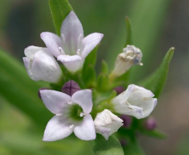 Houstonia longifolia