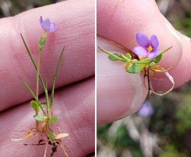 Houstonia pusilla