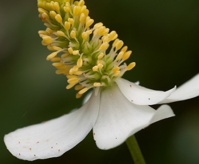 Houttuynia cordata