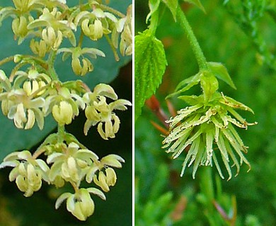 Humulus lupulus