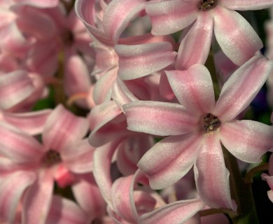 Hyacinthus orientalis