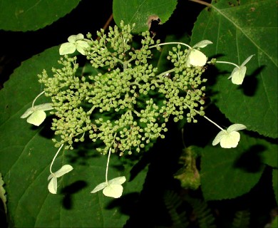 Hydrangea arborescens