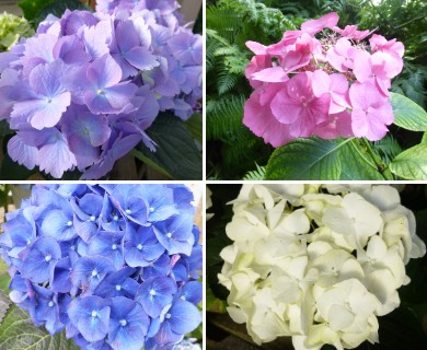 Hydrangea macrophylla