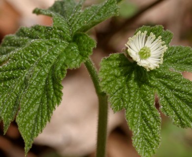 Hydrastis canadensis