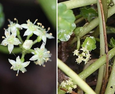 Hydrocotyle ranunculoides