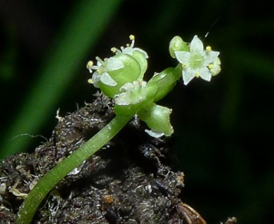 Hydrocotyle verticillata