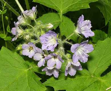 Hydrophyllum appendiculatum