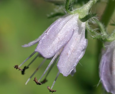 Hydrophyllum virginianum