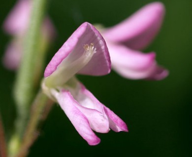 Hylodesmum glutinosum