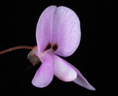 Hylodesmum nudiflorum