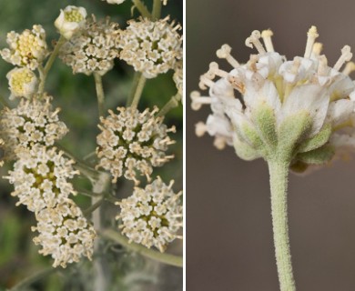 Hymenopappus tenuifolius