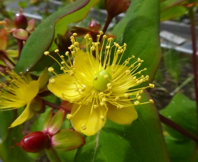 Hypericum androsaemum