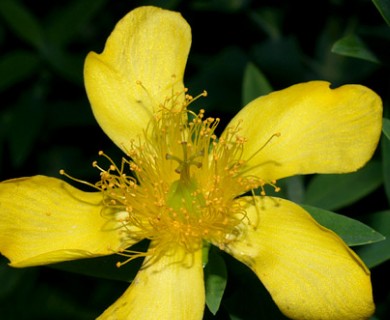 Hypericum ascyron