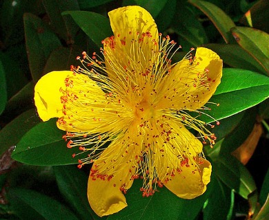 Hypericum calycinum