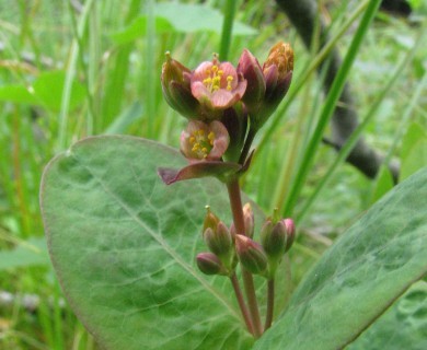 Hypericum fraseri