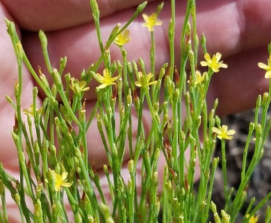 Hypericum gentianoides