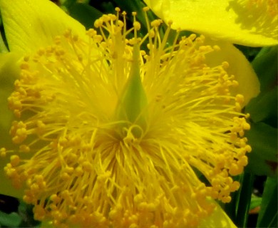 Hypericum kalmianum