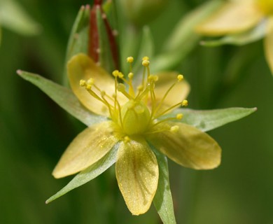 Hypericum majus