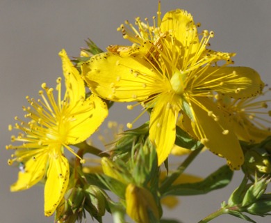 Hypericum perforatum