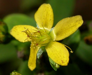 Hypericum punctatum