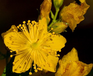 Hypericum scouleri