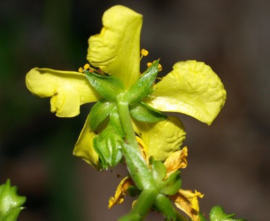 Hypericum sphaerocarpum