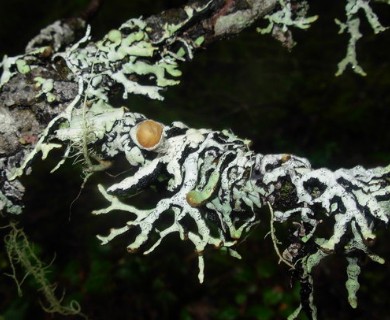 Hypogymnia enteromorpha