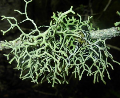 Hypogymnia imshaugii