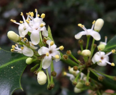 Ilex aquifolium