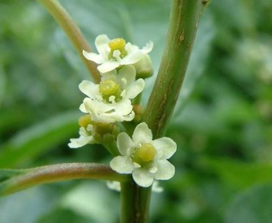 Ilex verticillata