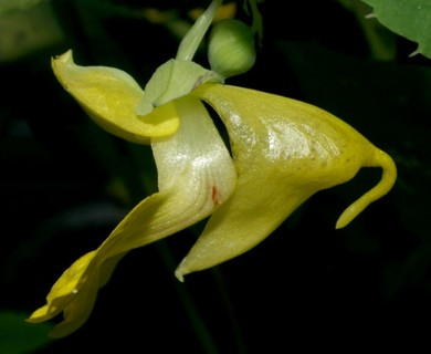 Impatiens pallida